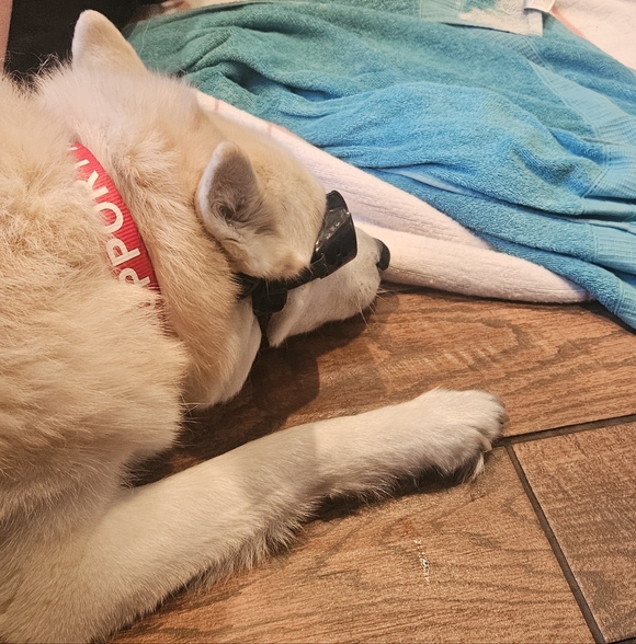 All Paws On Deck Show - Picture 6 of 15